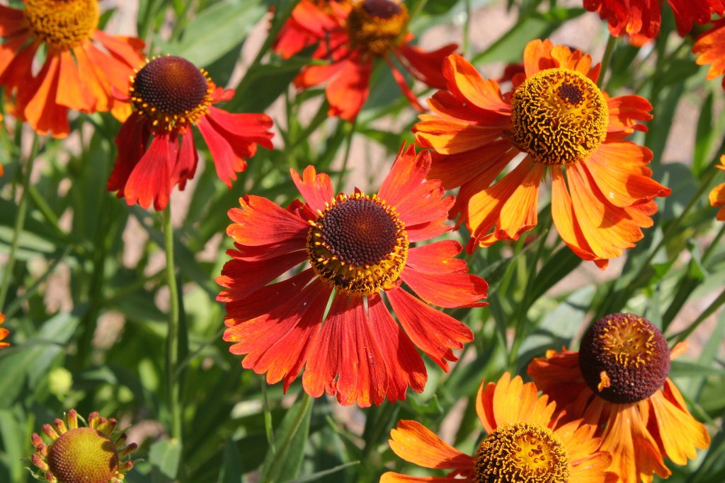 Helenium autumnale 'Moerheim Beauty'
